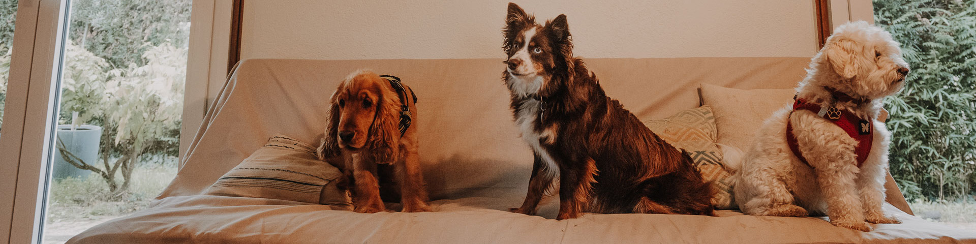Acceuil(remplacementjade+chiens)-large.jpg